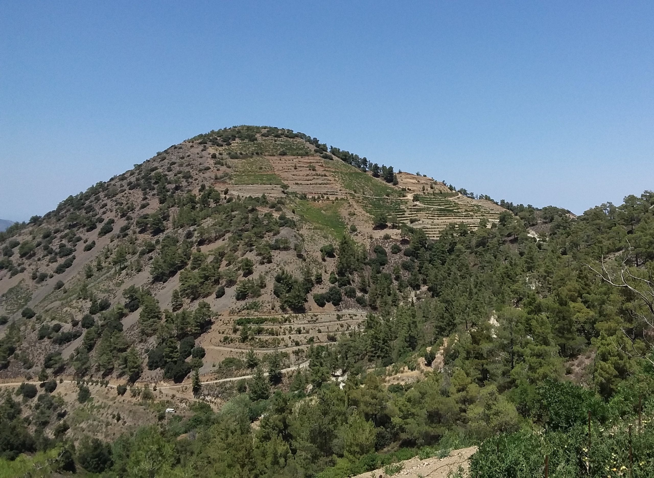 Pyrgos vineyards