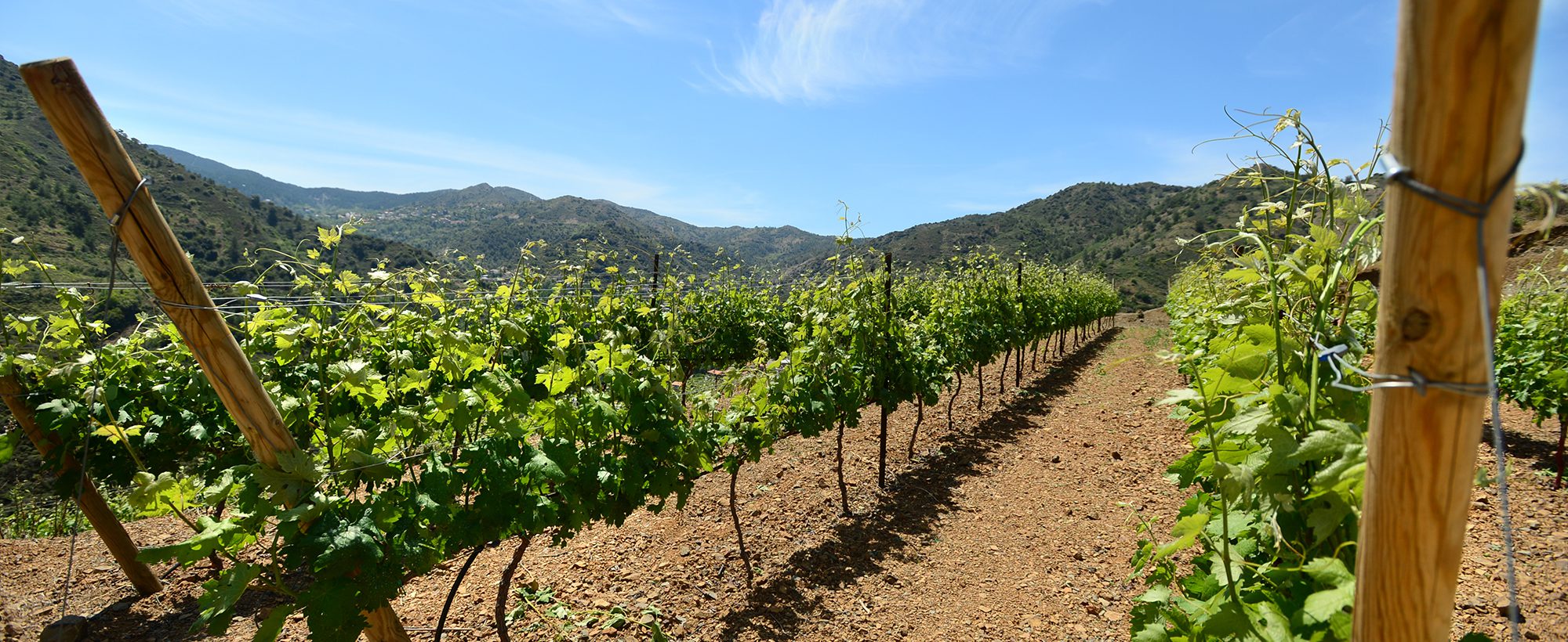 vineyard in marathasa land and view