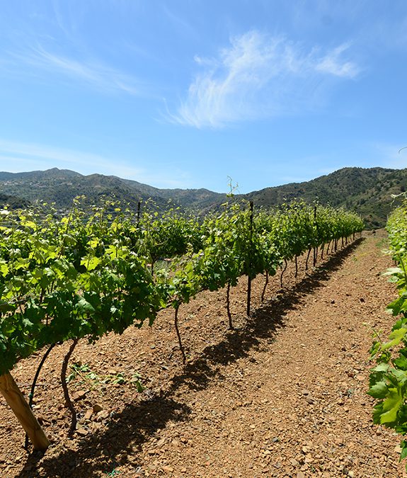 vineyard in marathasa land