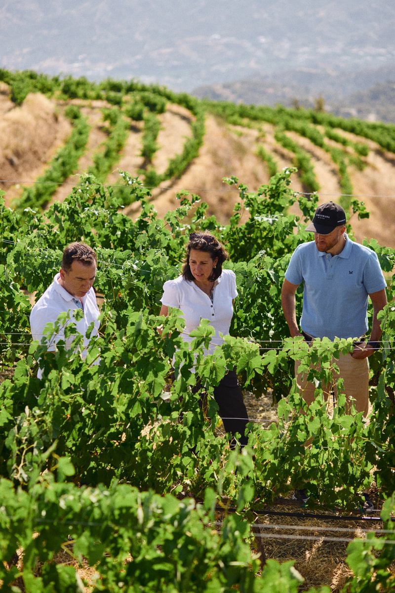 Three people stand among rows of grapevines in a vineyard on a sunny day, examining the plants. The background shows gently sloping, green hills covered with vines.