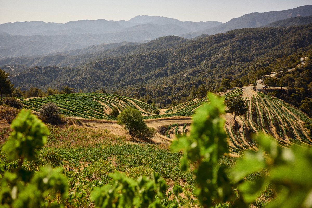 Rolling green vineyards stretch across hilly terrain with a winding dirt track, surrounded by dense forest and distant mountains under a clear sky.